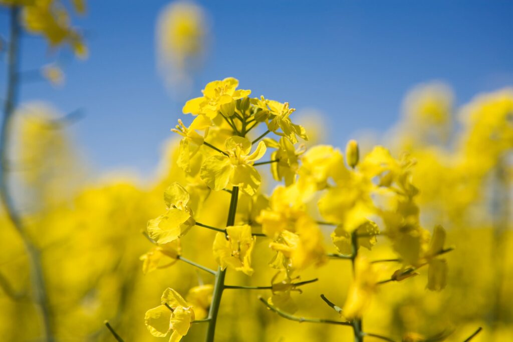 Filed of yellow canola flowers with a blue sky in the background