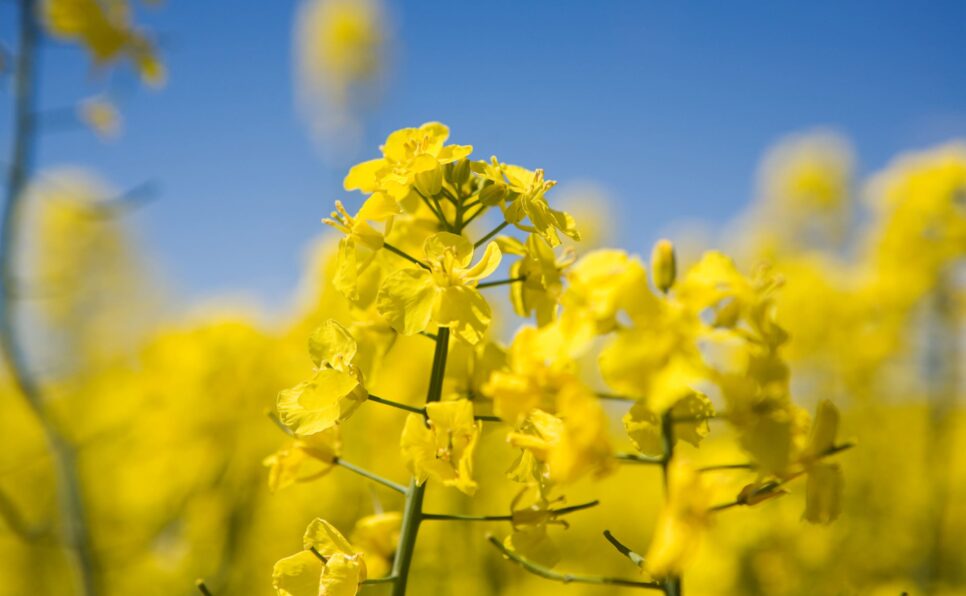 Filed of yellow canola flowers with a blue sky in the background