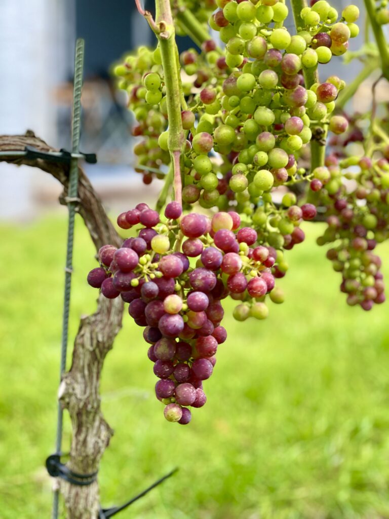 Clusters of red and green grapes on a vine