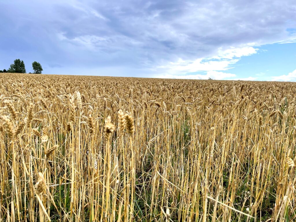 Field of wheat