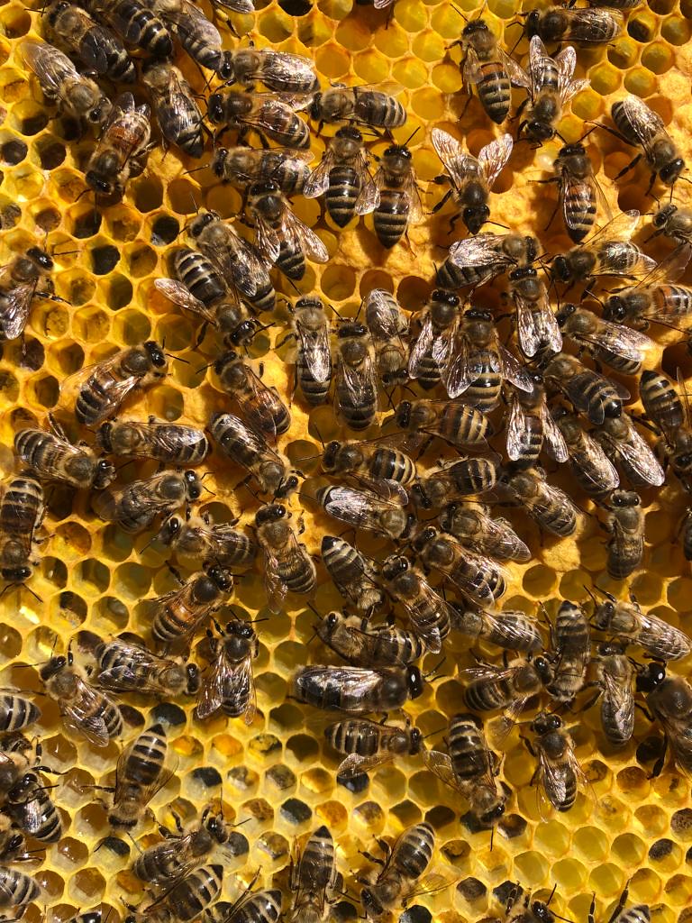 Honey bees comb
