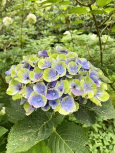 Violet and green/yellow petals on a Hydrangea flower.