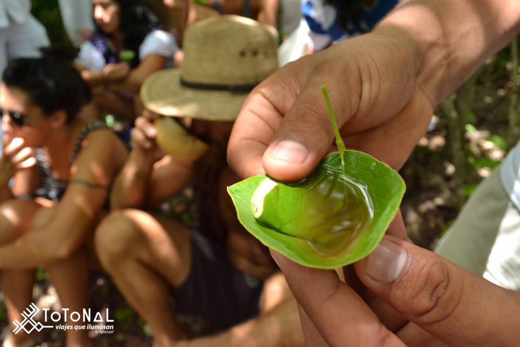 A leaf held by a hand to capture water in it.