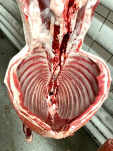 Hollowed out rib cage of carcass