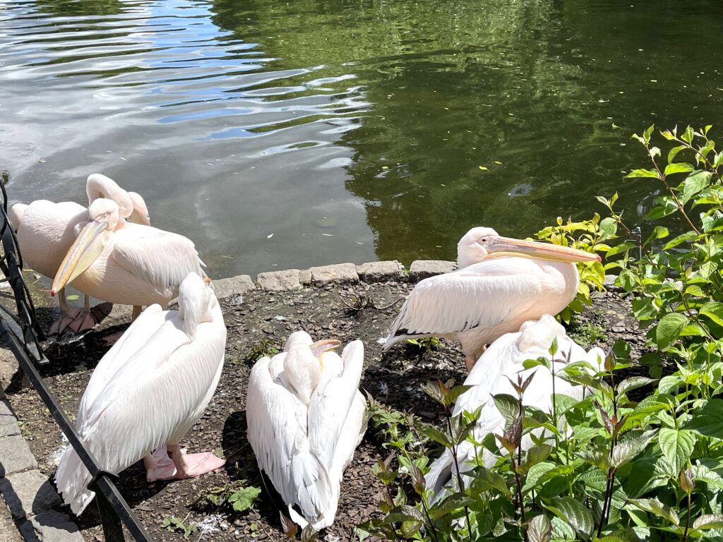 5 pelicans on a ledge near the water