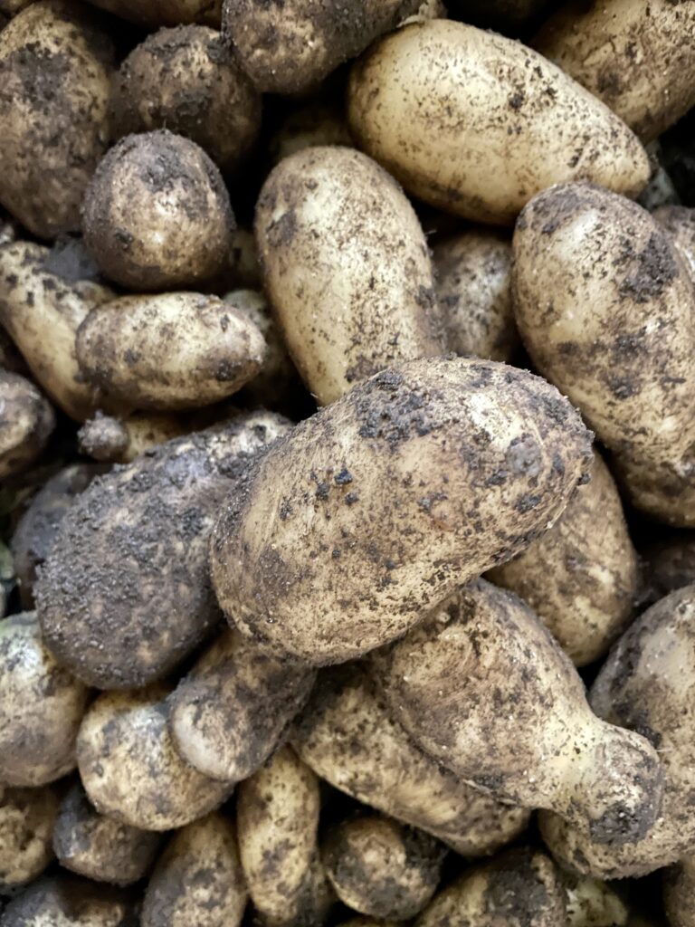 Potatoes plucked from the ground