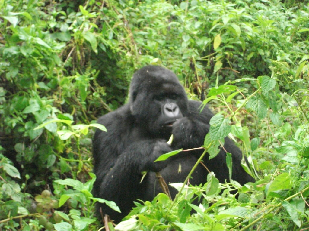 A gorilla eating in the jungle