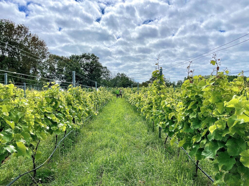 Rows of vines in a Swedish vineyard with a cloudy sky.