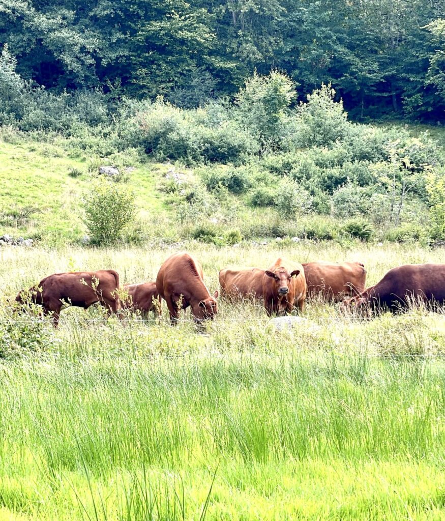 A group of reddish cows grazing on a meadow