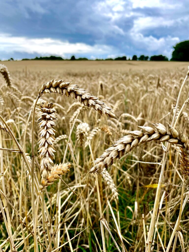 Fields of grain stretches out in the horizon.