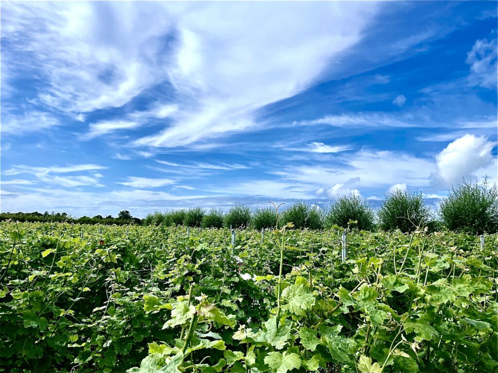 Vines in rows under a blue and cloudy sky.