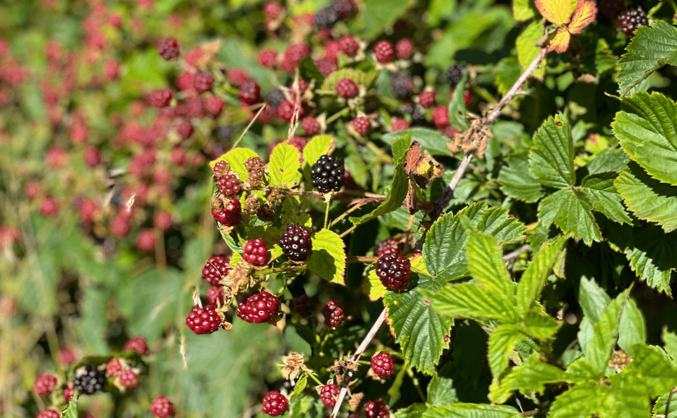 Blackberries in different stages of ripeness, including black and red.