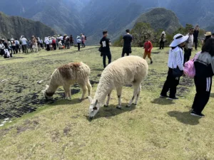Llamas grazing on mountain plateau with groups of people nearby.