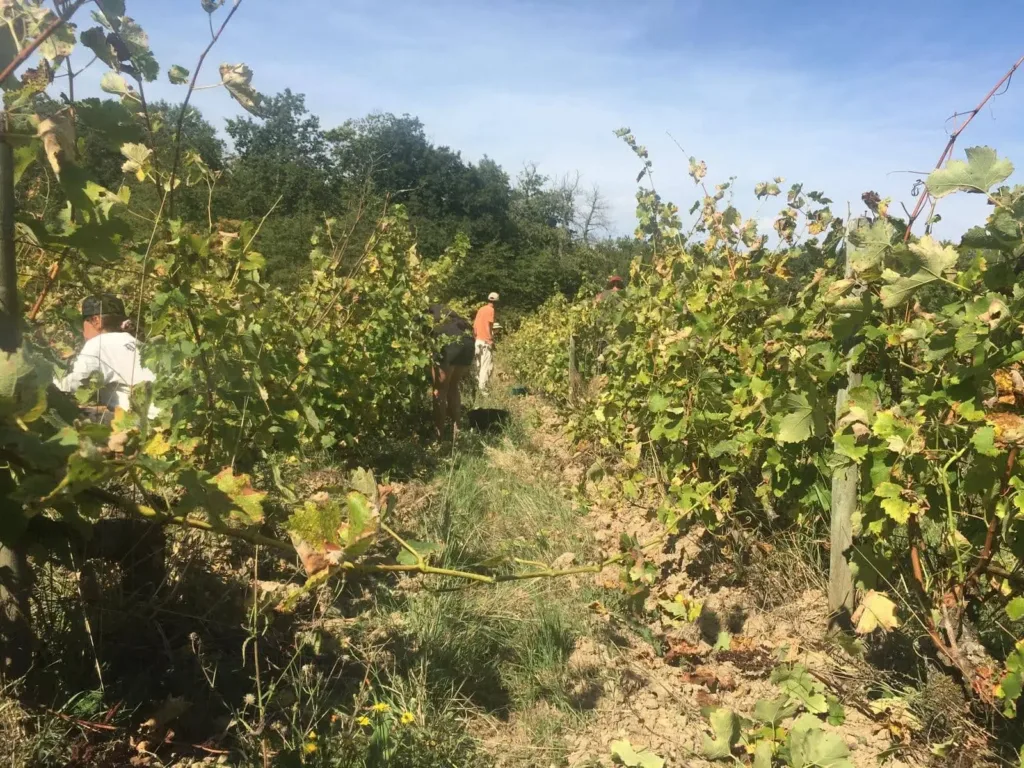 People harvesting grapes in between vines
