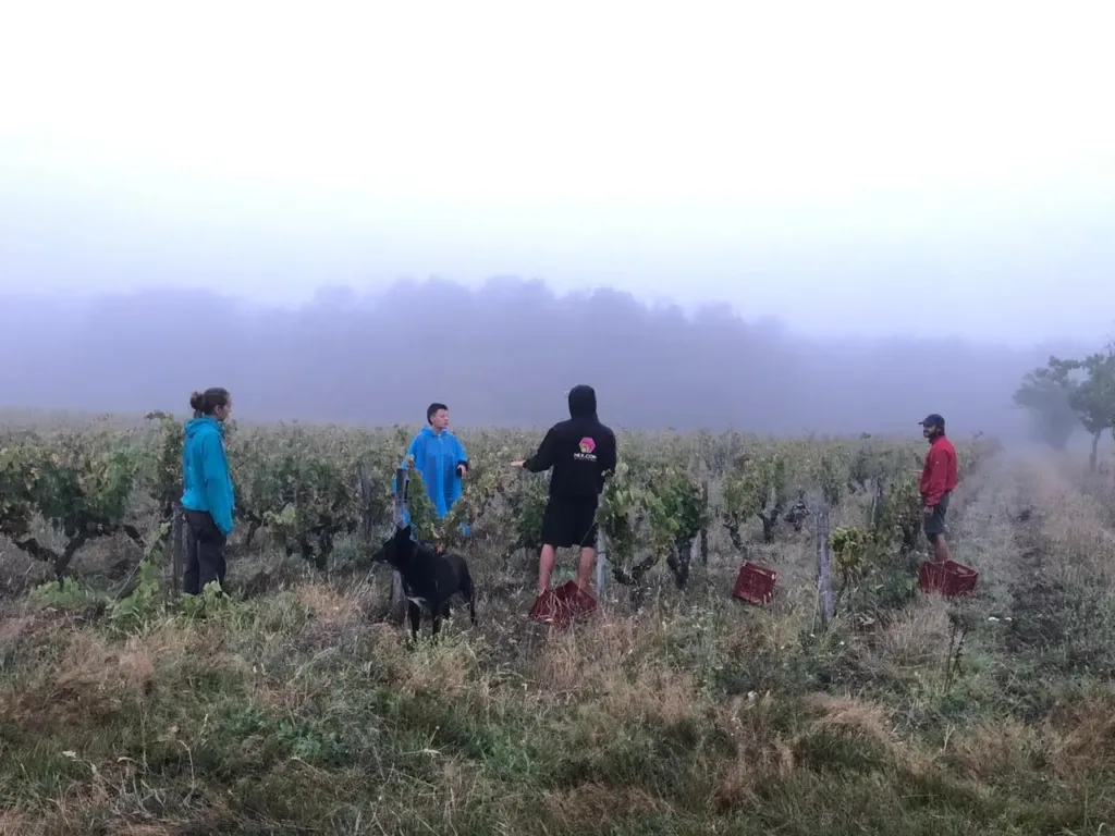 Morning fog in a vineyard