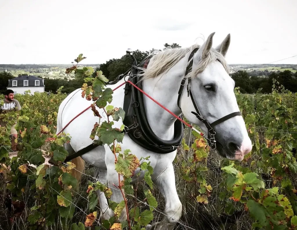 Horse helping with wine harvest in vineyard