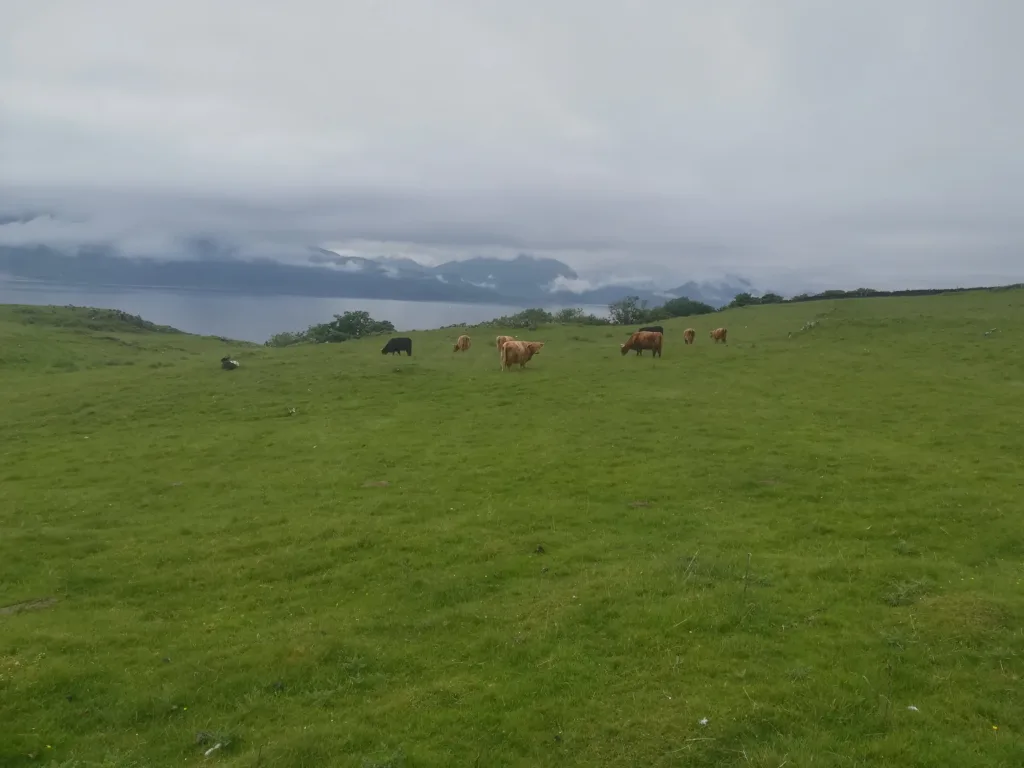 Cattle grazing on a green meadow with a cloudy sky over the sea in the background.