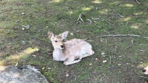 Baby deer crouched on the ground.