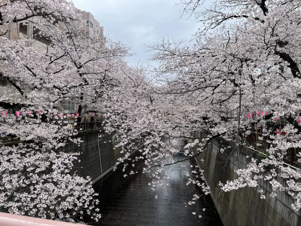 Cherry blossom lining a street.
