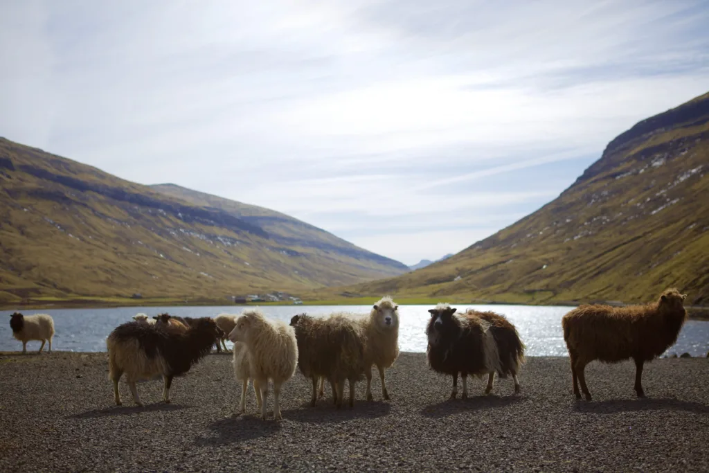 Flock of sheep standing by a lake.