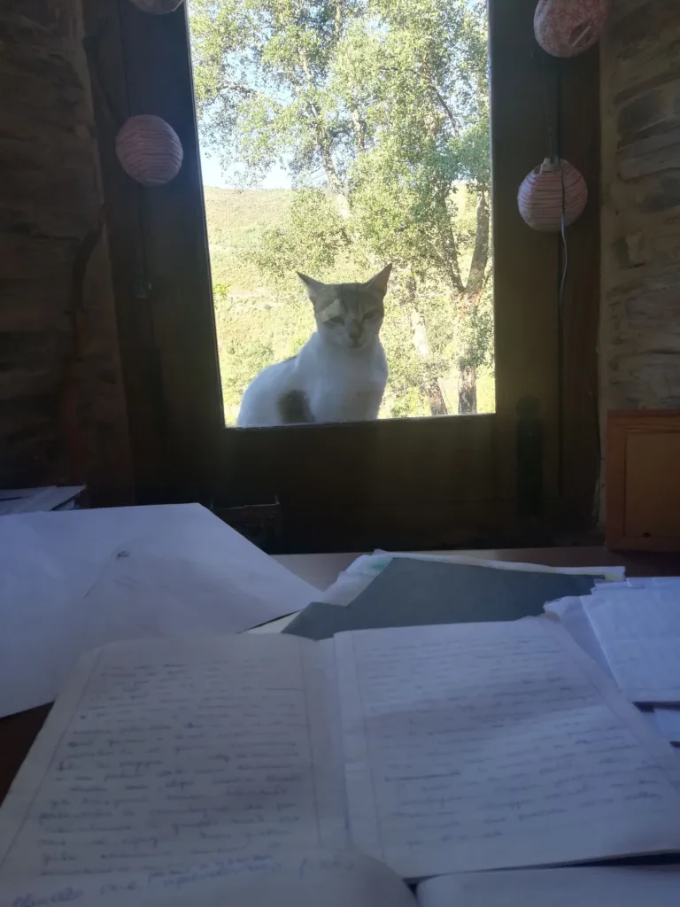Cat outside a window looking in at a desk with papers.
