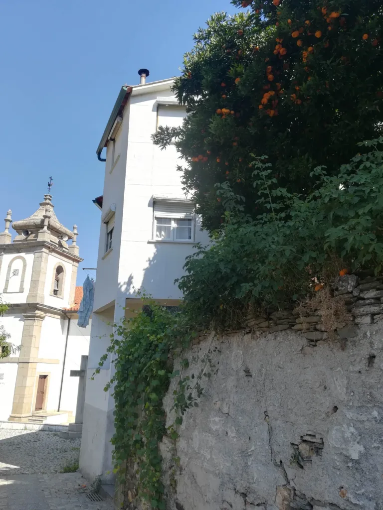 Orange tree growing over a wall near white buildings.