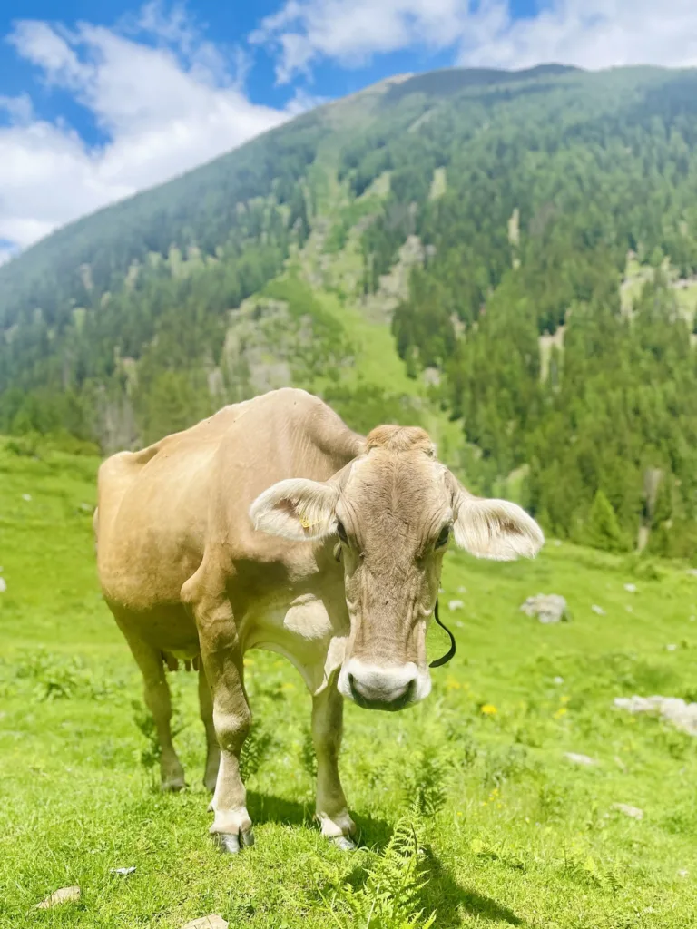 A cow grazing in an Alpine landscape