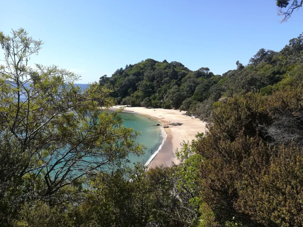 Beach surrounded by forest