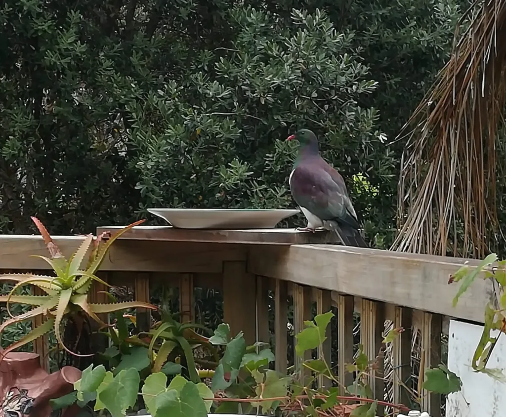 Pigeon perched on wooden banister with tree in background.