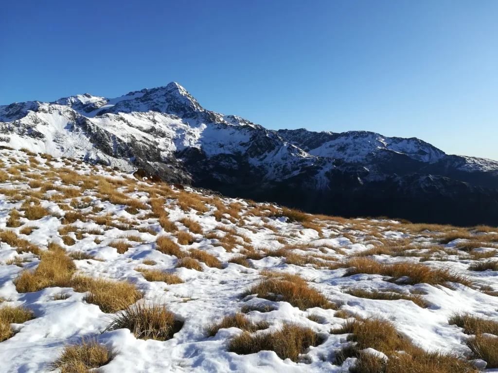 Snowy peaks and grass