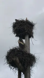 High pole with two nests of storks