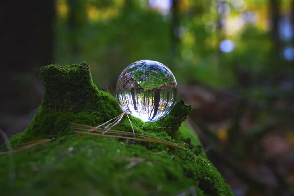 water drop in a forest