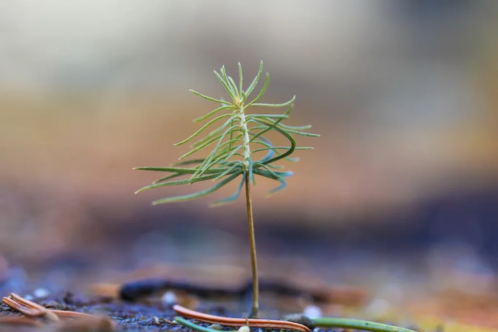 Tree seedling