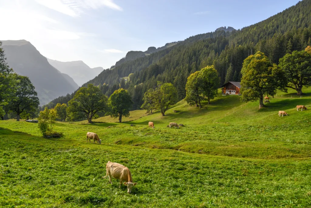 Cows grazing on grass in alpine mountainside 