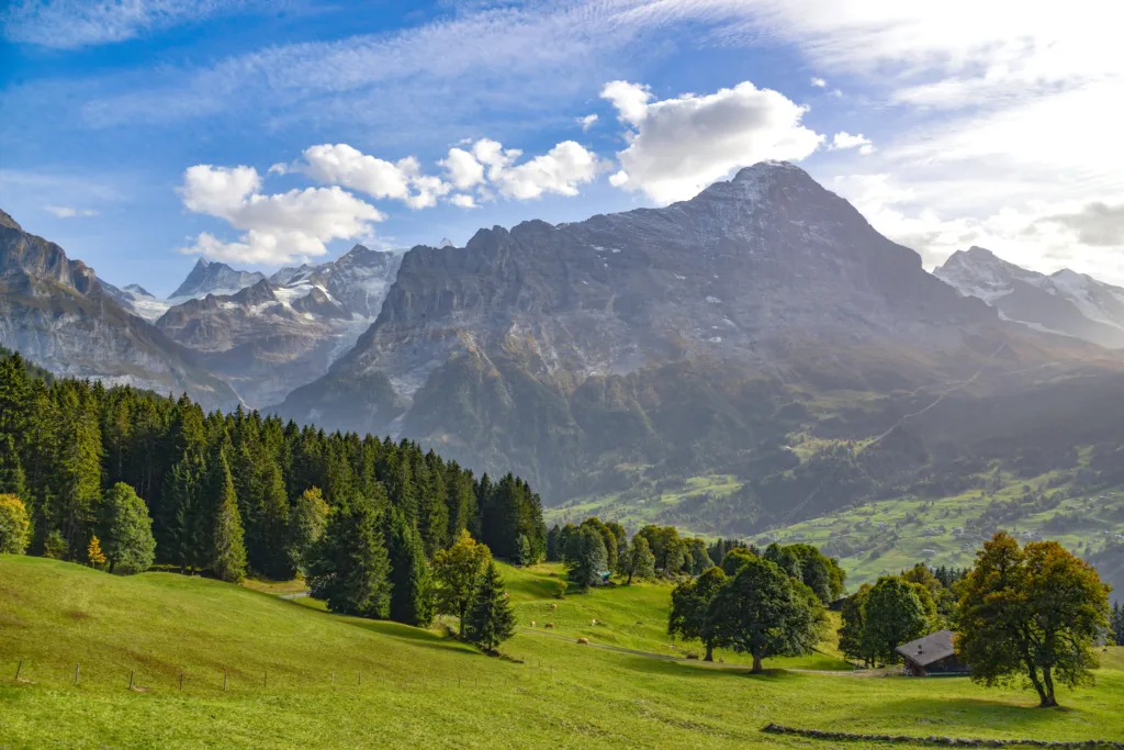Green mountainside in alpine landscape