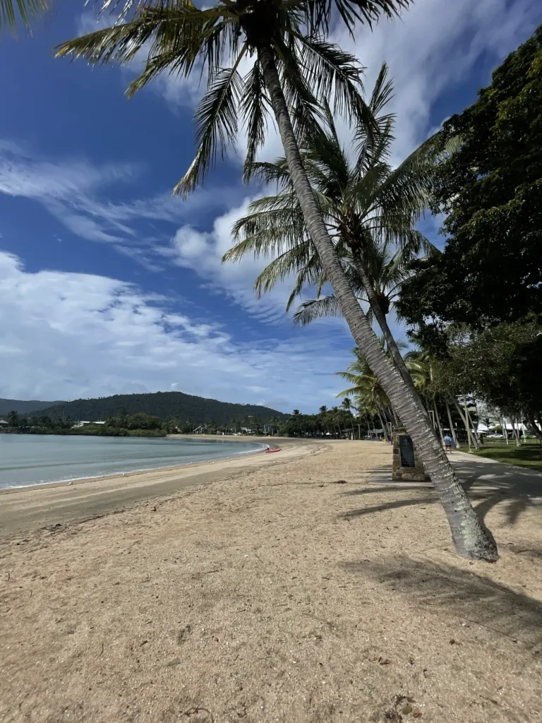 Palm trees on a beach
