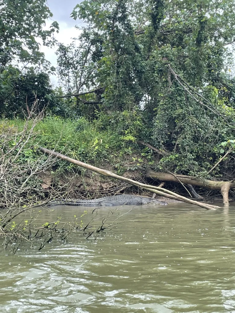 Crocodile near a river bank