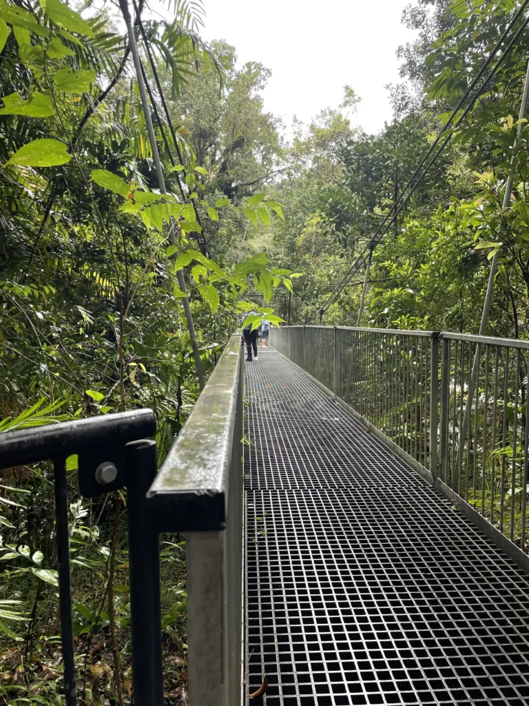 Elevated walking path among rainforest trees
