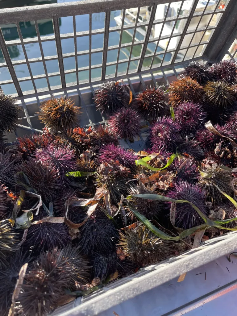Container on a boat filled with sea urchin