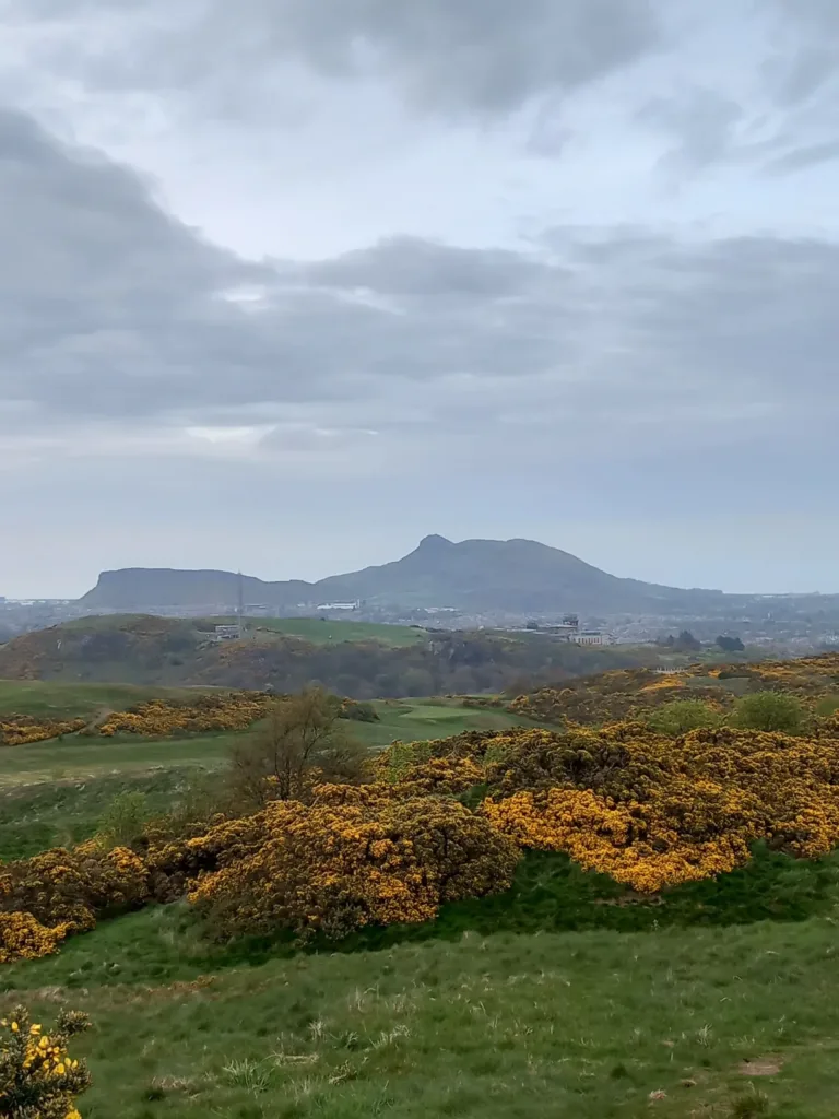 Mountains in the background with grass and yellow bushes in front