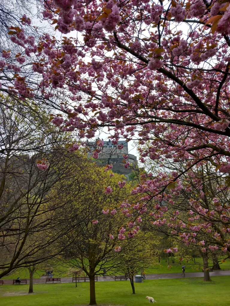 Cherry blossom trees with a castle in the background.