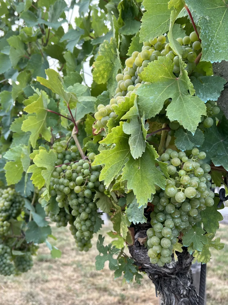 Clusters of grapes on a vine