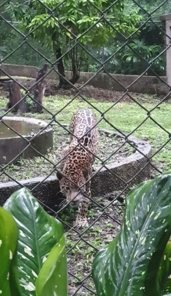 A jaguar behind a fence