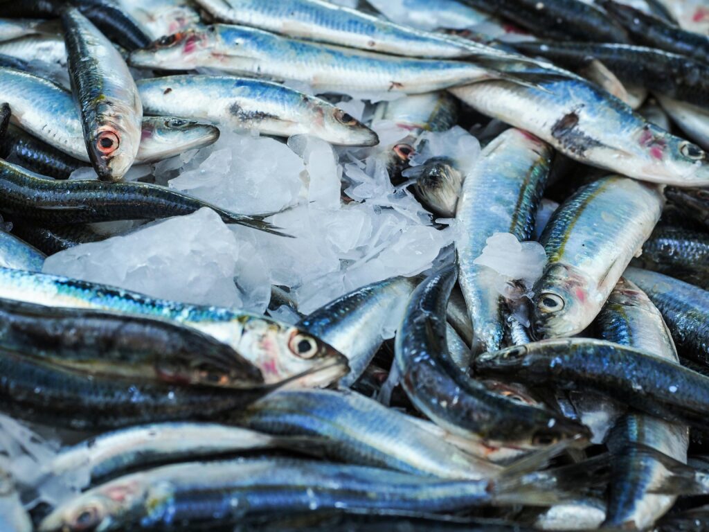 Fish lying on top of each other with ice in between