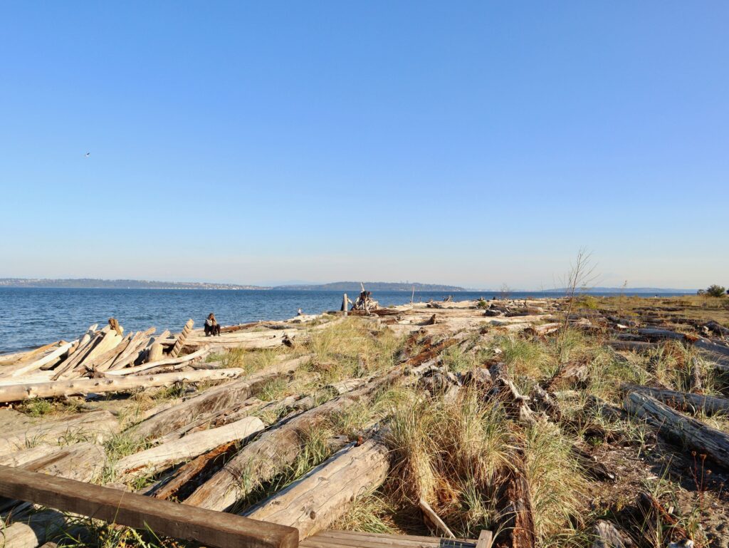 Driftwood on a beach