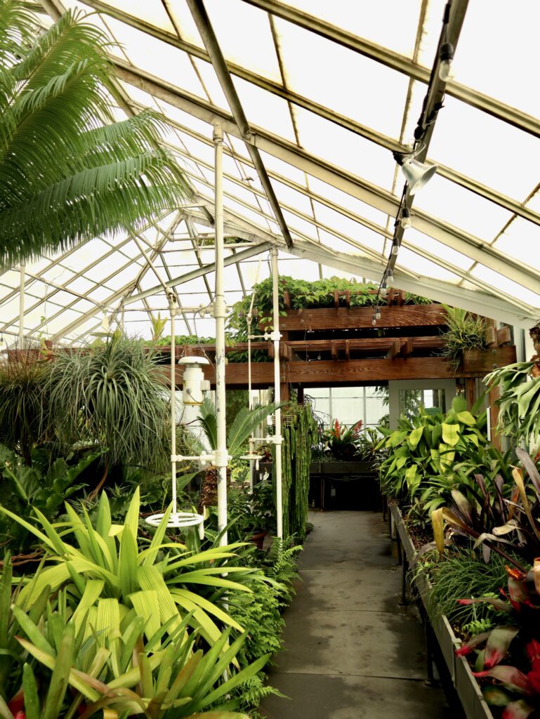 Plants inside a glasshouse
