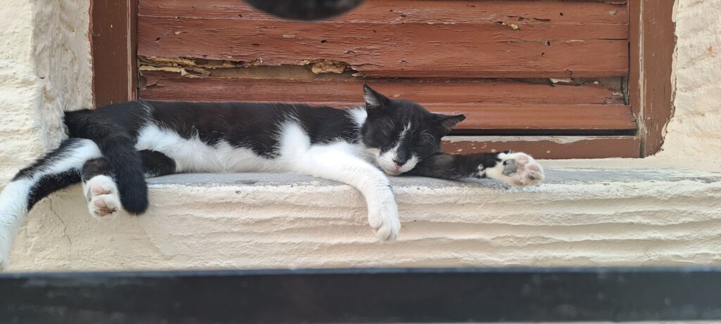 Cat lying in front of a brown wooden door