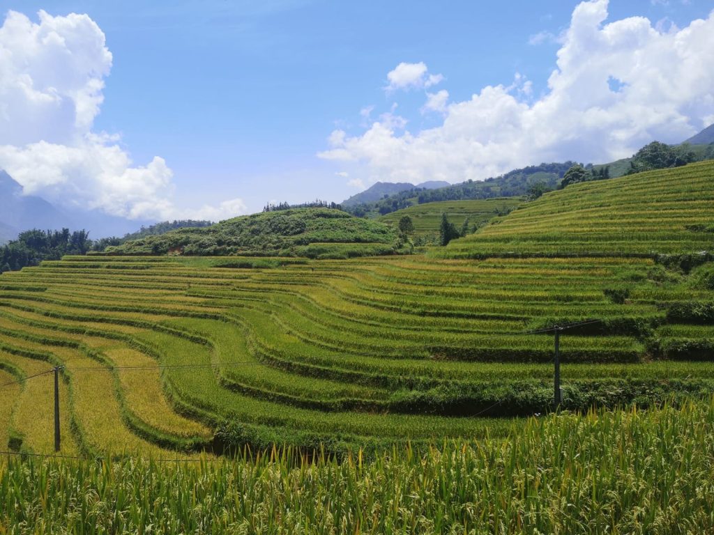 Terraced rice fields