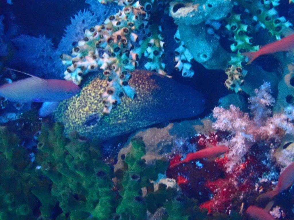 Underwater picture of coral reed with fish