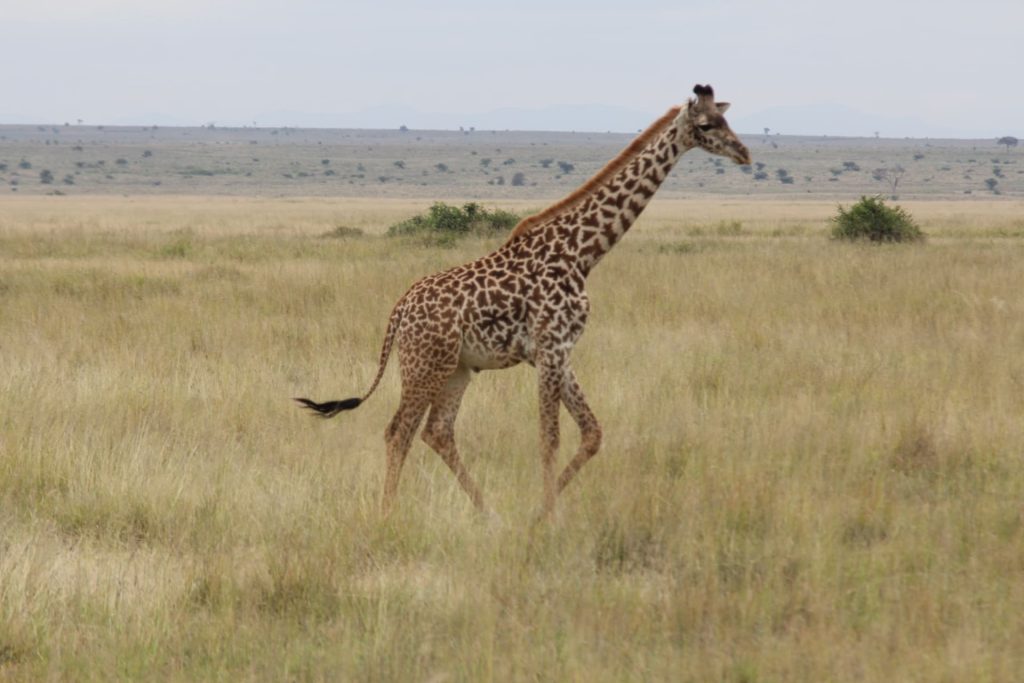 Giraffe on the savannah